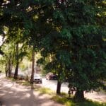 Spokojna miejska ulica z zielonymi drzewami i zaparkowanymi autami