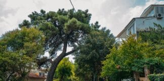Spokojna ulica w mieście, drzewa i kamienice w cichej dzielnicy blisko centrum